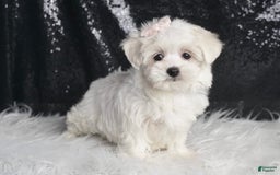Maltese dogs for sale: Bunny - Image 1