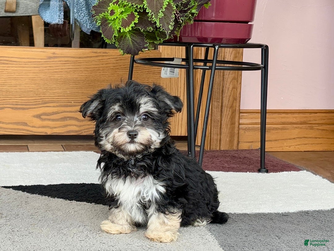 Maltese dogs for sale: Diana - Image 1