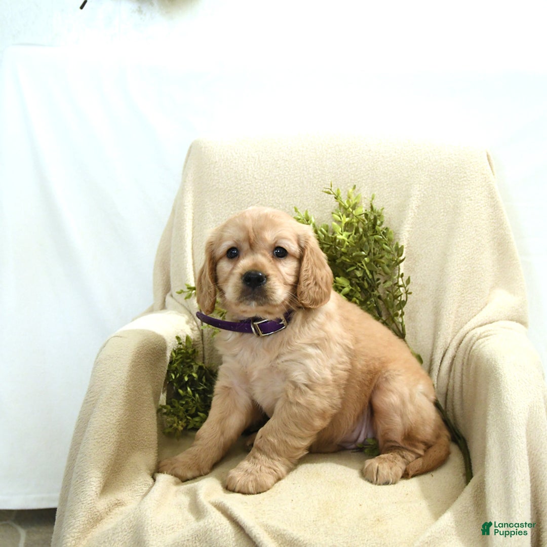 Miniature Golden Retriever dogs for sale: Thelma - Image 3