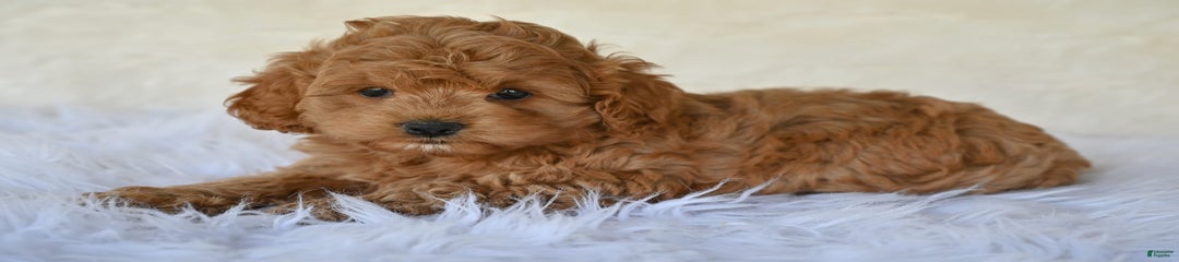 Heidi