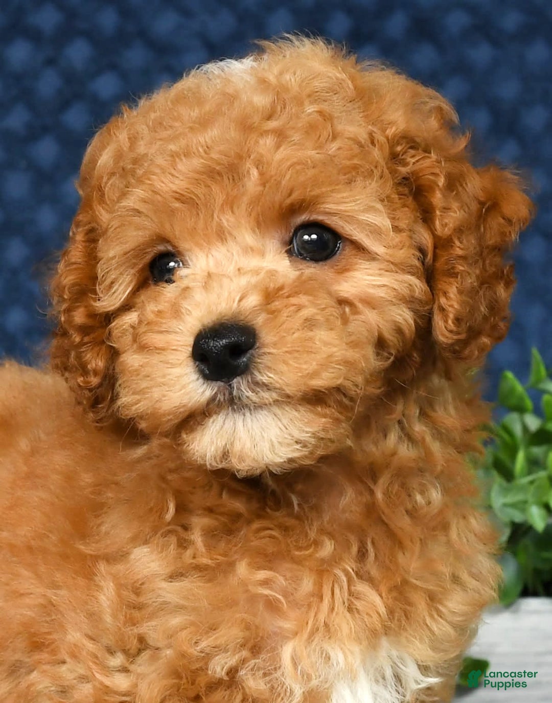 Cockapoo dogs for sale: Douglas - Image 5