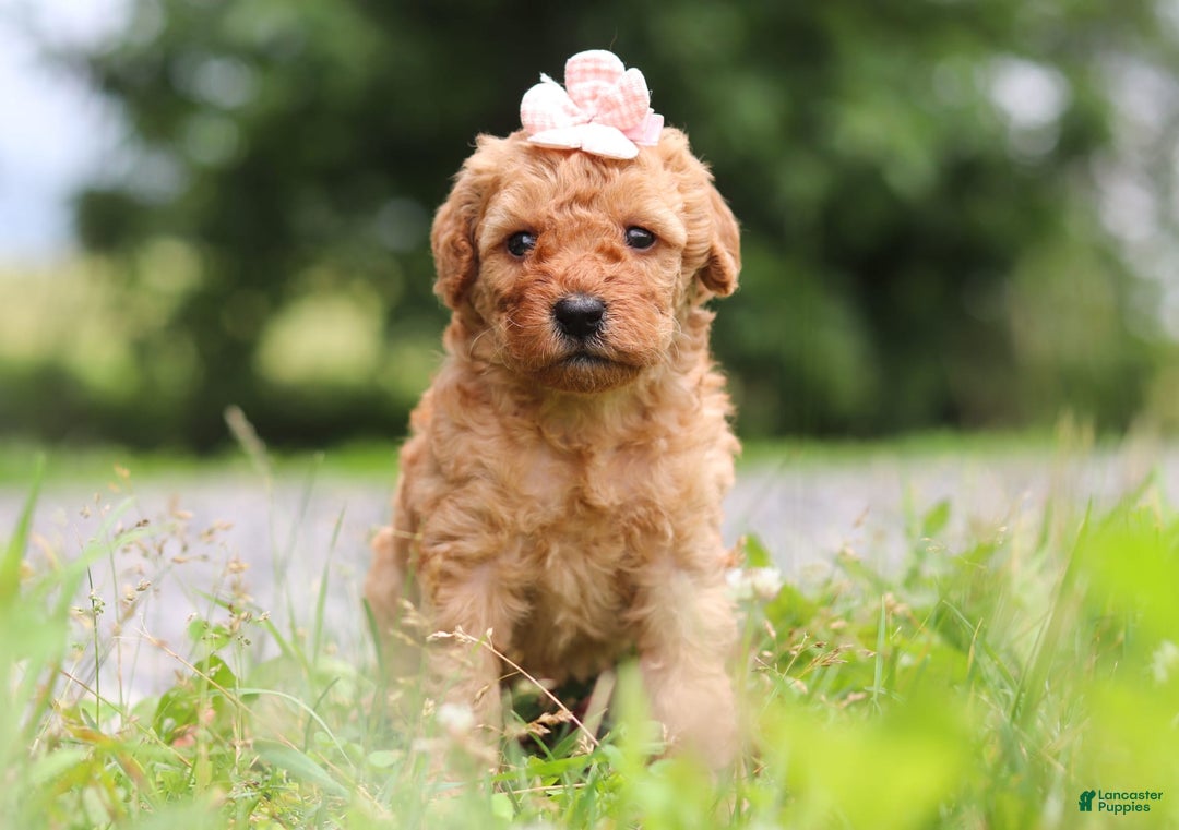 Goldendoodle dogs for sale: Holly - Image 10