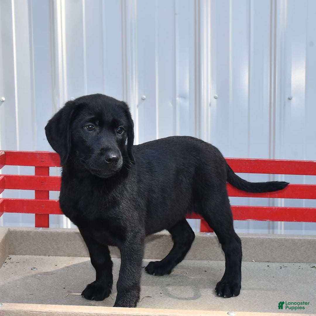 Labrador Retriever dogs for sale: Lassie - Image 7
