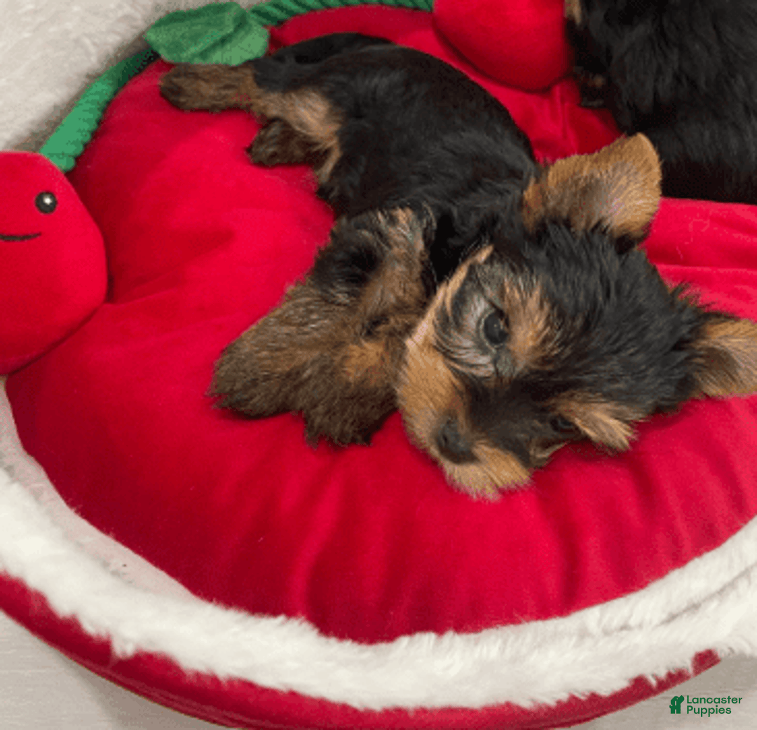 Yorkshire Terrier dogs for sale: Strawberry - Image 1
