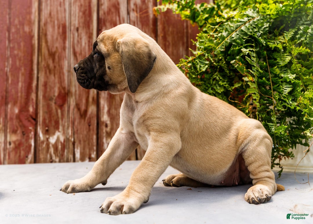 English Mastiff dogs for sale: Hazel - Image 13