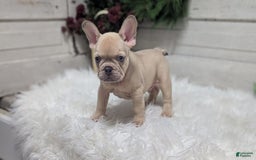 French Bulldog dogs for sale: Lindy - Image 3