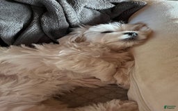 Maltese dogs for sale: Tutie - Image 3