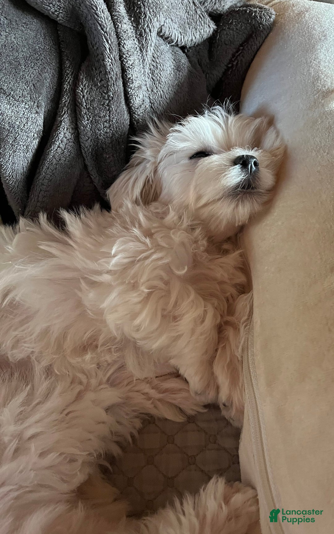 Maltese dogs for sale: Tutie - Image 3