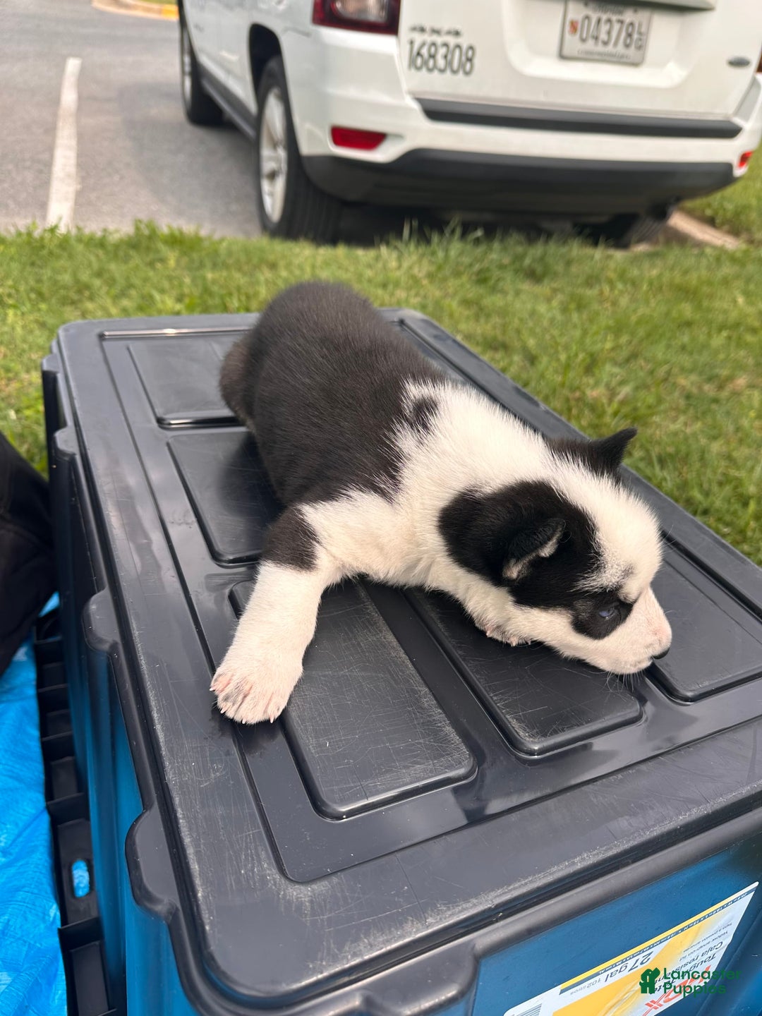Siberian Husky dogs for sale: Change - Image 2
