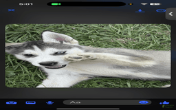 Siberian Husky dogs for sale: Apollo - Image 1