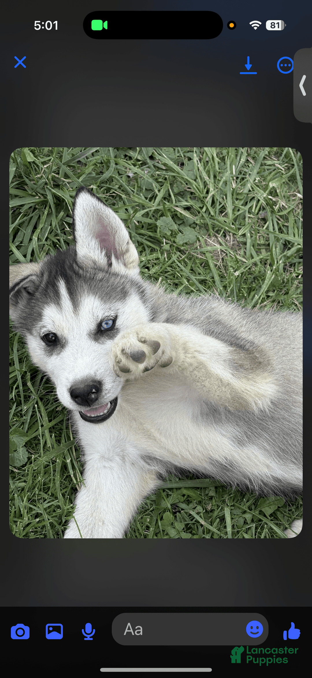 Siberian Husky dogs for sale: Apollo - Image 1