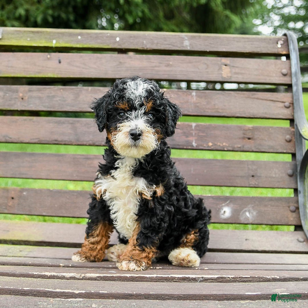 Mini Bernedoodle dogs for sale: Boscoe - Image 2