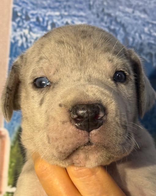 Great Dane dogs for sale: Louie - Blue Merle - Image 3