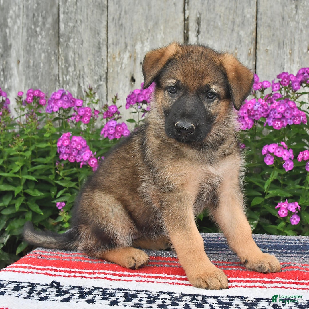 German Shepherd dogs for sale: Hailee - Image 3