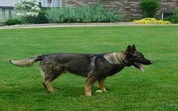 German Shepherd dogs for sale: Kelsey - Image 7