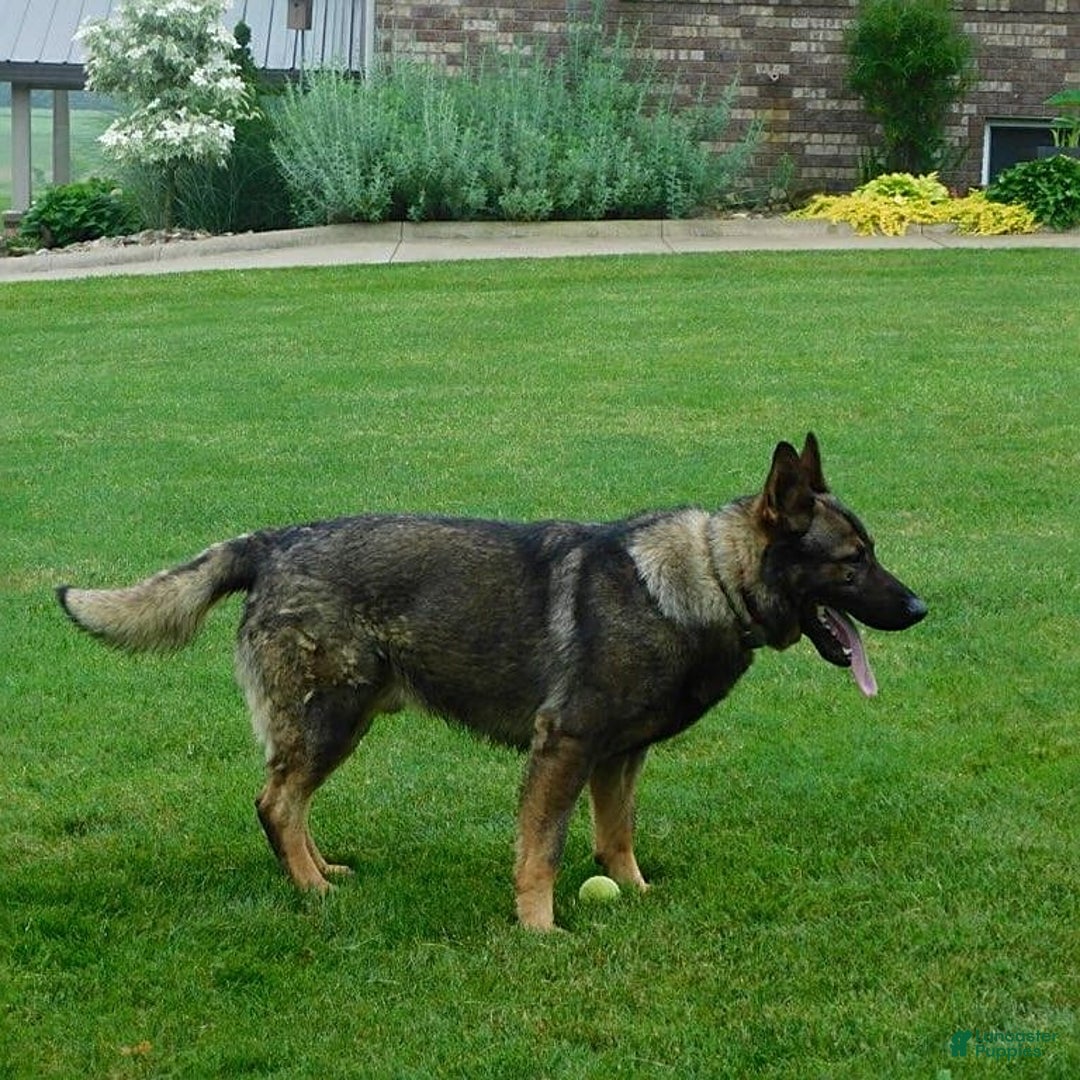 German Shepherd dogs for sale: Kelsey - Image 7