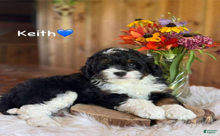 Aussiedoodle dogs - Advert 36