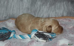 Havapoo dogs for sale: Chase - Image 10