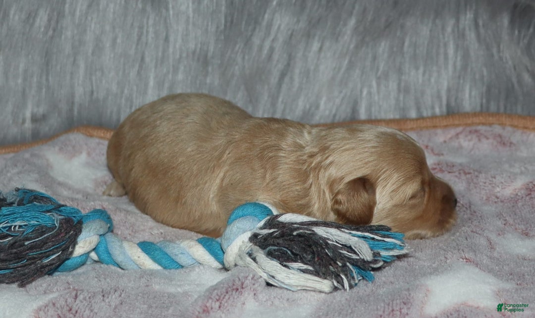 Havapoo dogs for sale: Chase - Image 10