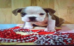 Boston Terrier dogs for sale: Blue Pedro - Image 1