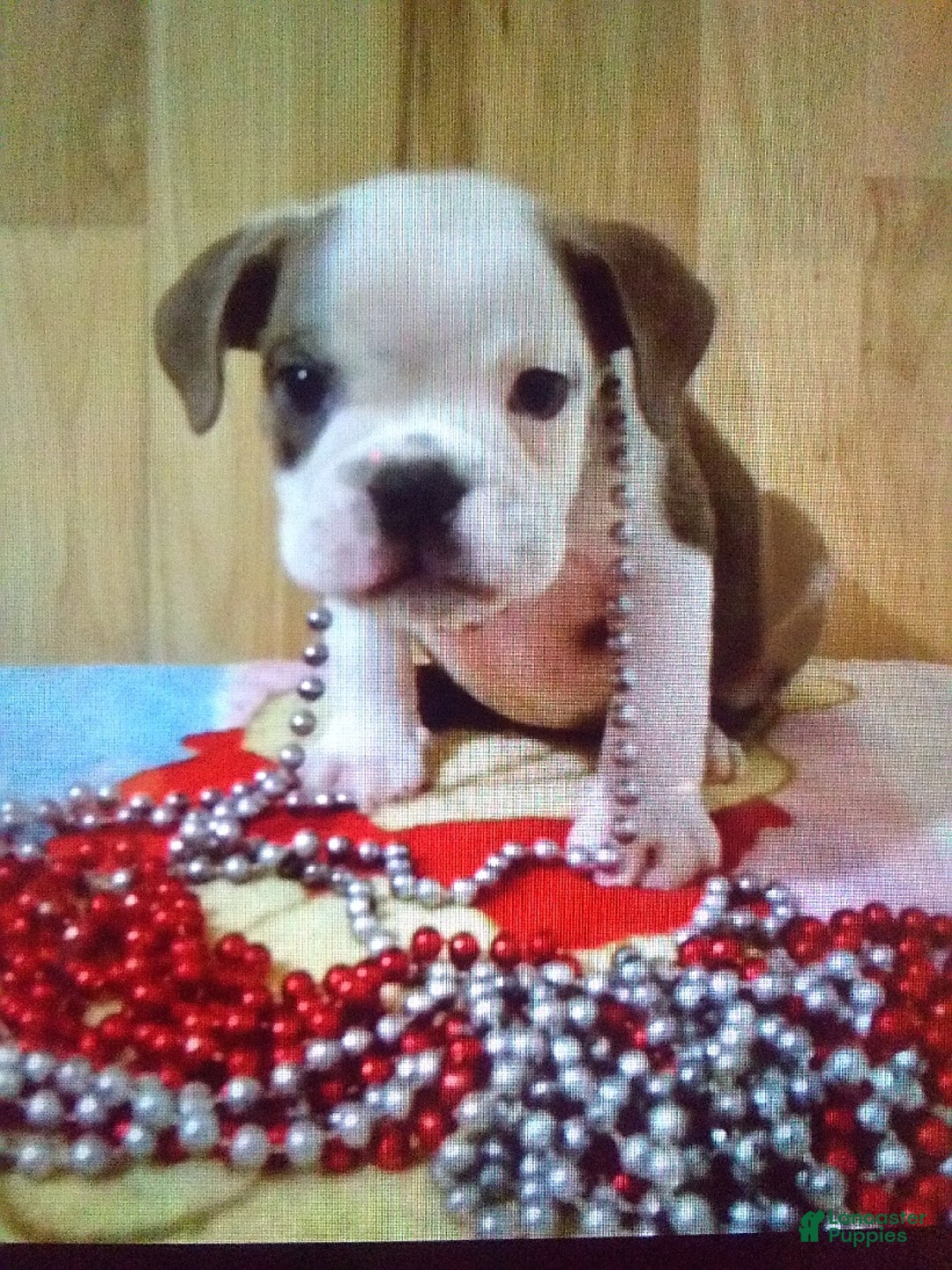 Boston Terrier dogs for sale: Blue Pedro - Image 1