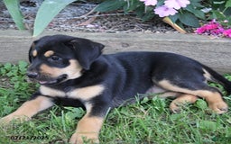 Labrador Retriever dogs for sale: Beulah - Image 1
