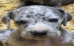 Great Dane dogs for sale: Lilly - Merle - Image 8