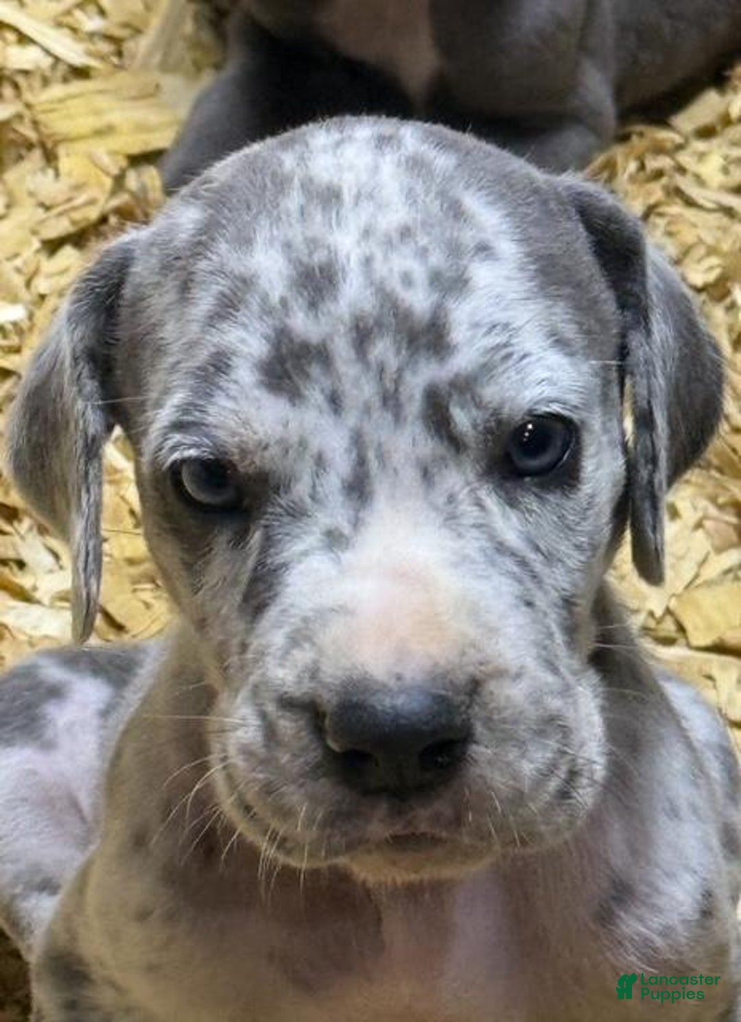 Great Dane dogs for sale: Lilly - Merle - Image 8