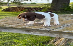 German Shorthaired Pointer dogs for sale: Off White Collar - Image 2