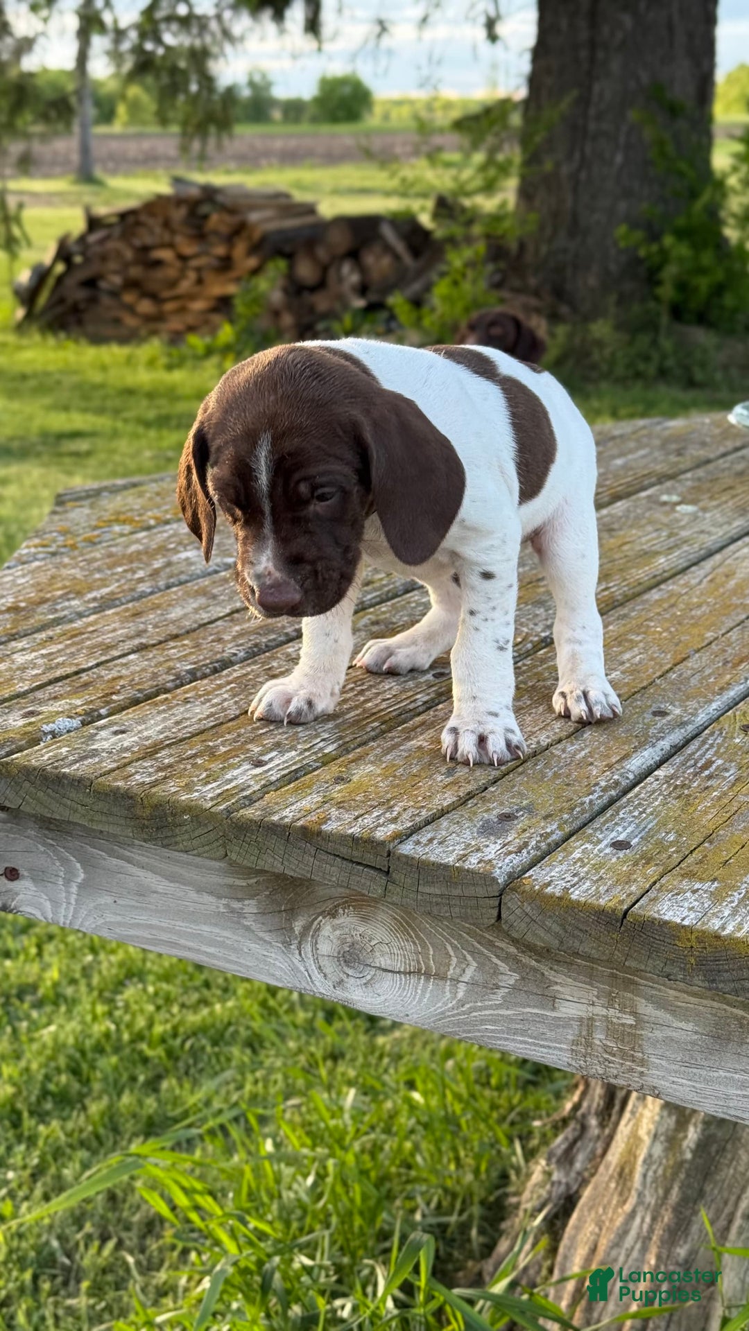 German Shorthaired Pointer dogs for sale: Off White Collar - Image 2
