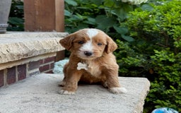 Goldendoodle dogs for sale: Abby - Image 1