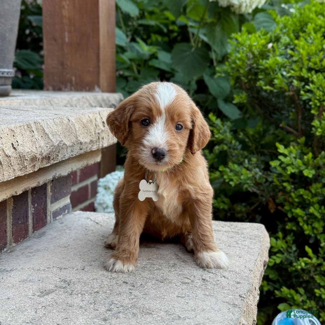 Goldendoodle dogs for sale: Abby - Image 1