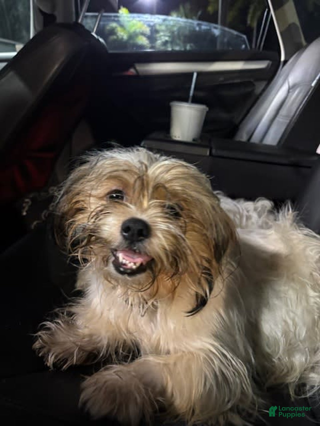 Shih Tzu dogs for sale: Luna - Image 4