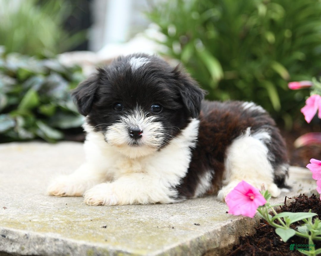 Malshi dogs for sale: Cookies N Cream - Image 9