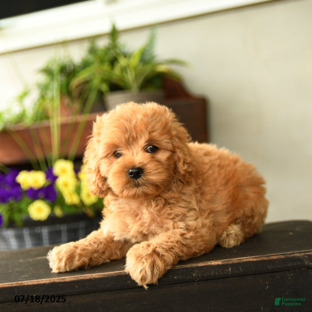 Cockapoo dogs for sale: Melody - Image 3