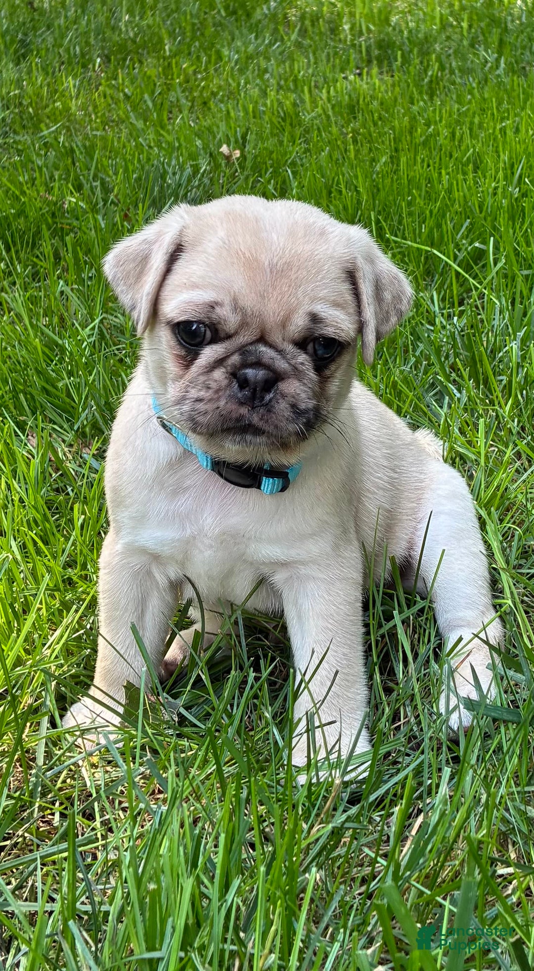 Pug dogs for sale: Pug 4 puppies - Image 22