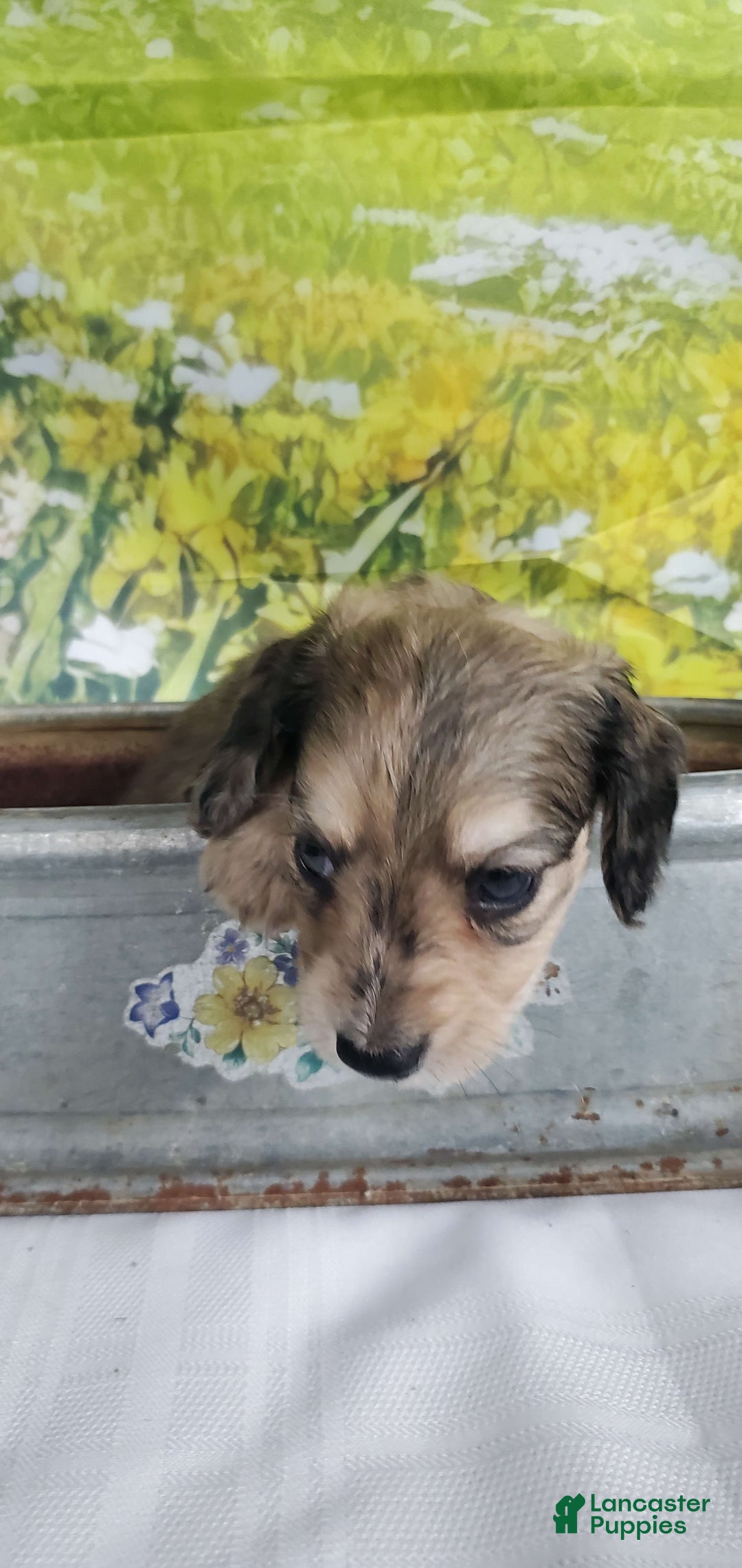 Miniature Dachshund dogs for sale: Karl - Image 7