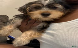 Yorkshire Terrier dogs for sale: Prince - Image 5