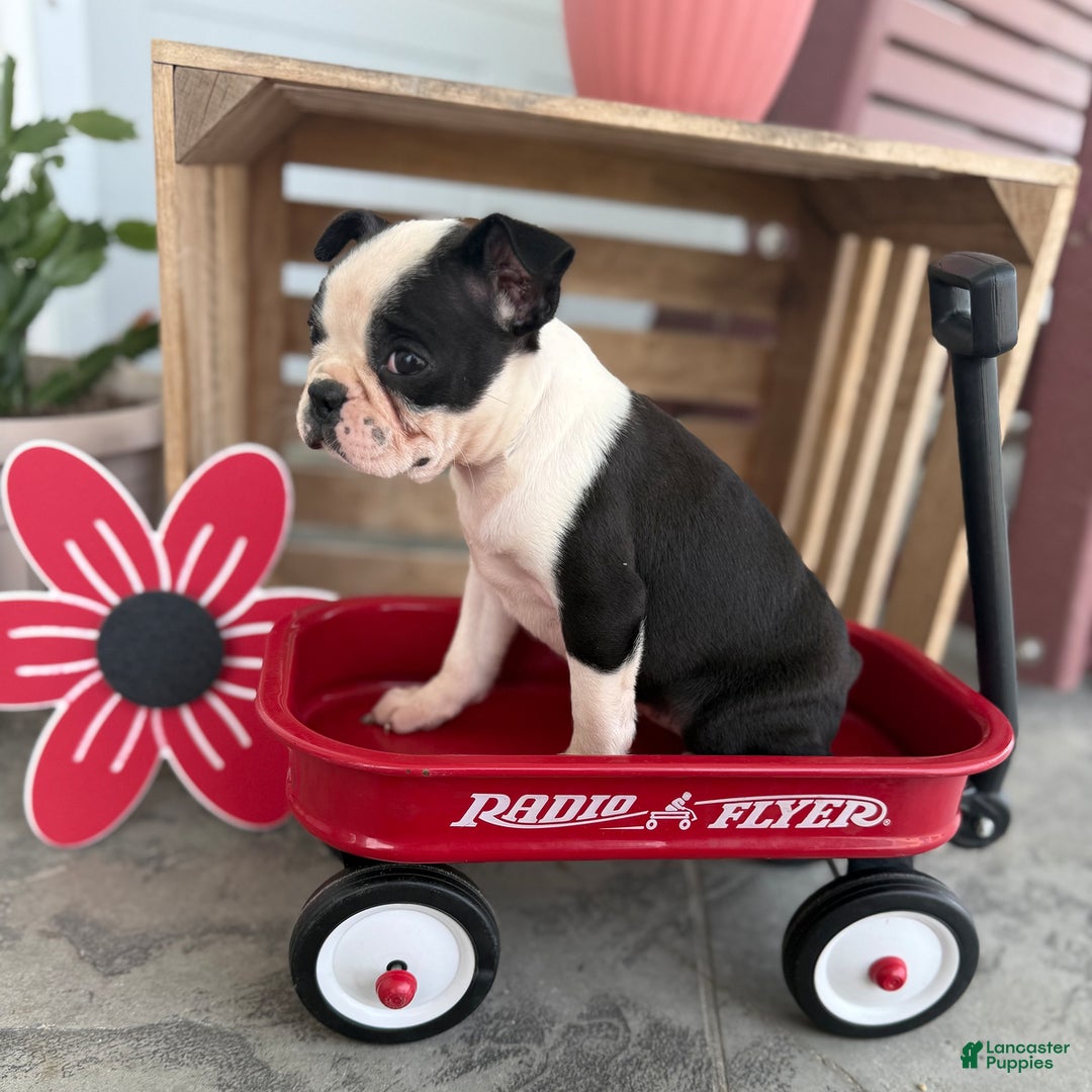 Boston Terrier dogs for sale: Brandy - Image 4