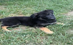 German Shepherd dogs for sale: Beth - Image 2