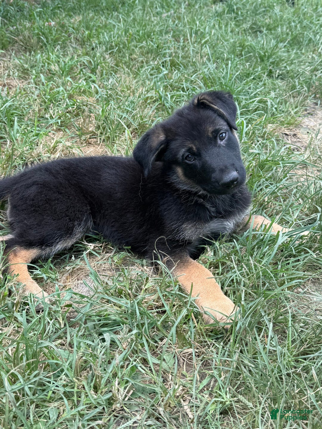 German Shepherd dogs for sale: Beth - Image 2