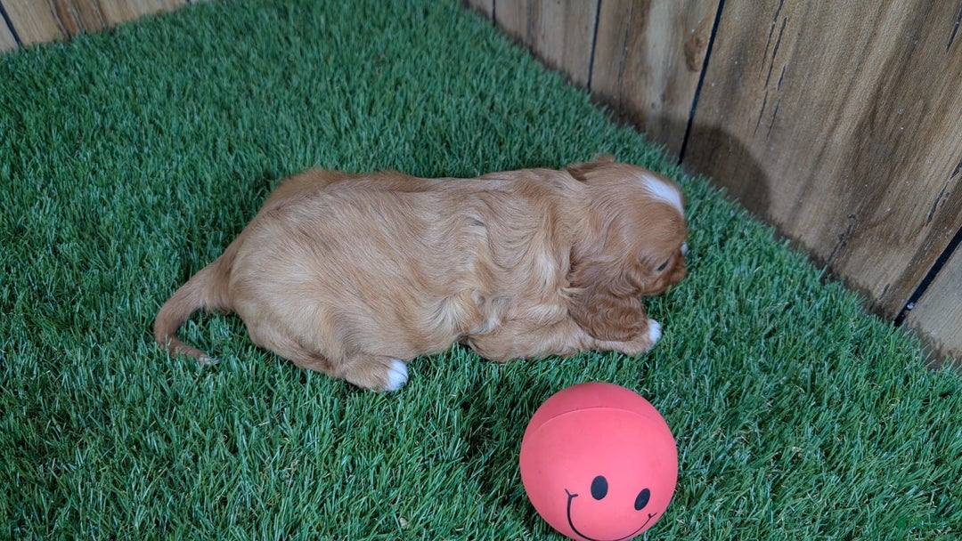 Cavalier King Charles Spaniel dogs for sale: Lucy Girl 2 - Image 3