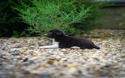 Pomchi dogs for sale: Pomchi 4 puppies - Image 14