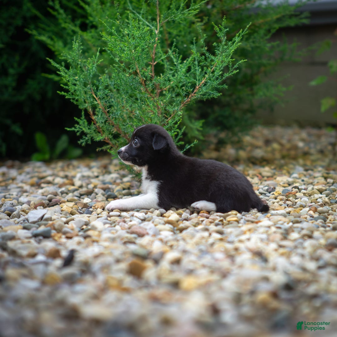 Pomchi dogs for sale: Pomchi 4 puppies - Image 14