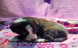 Border Collie dogs for sale: Coco - Image 12