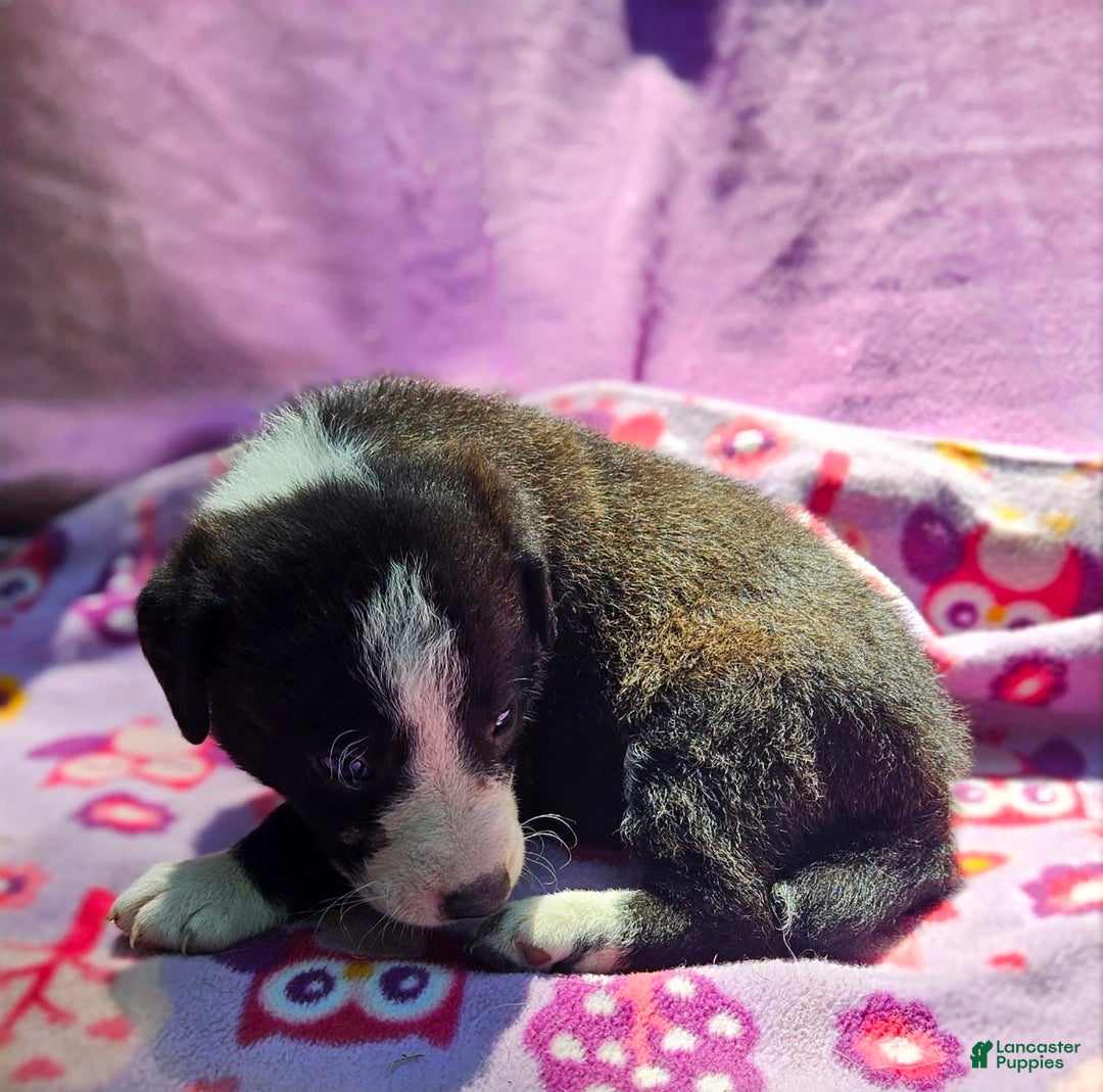 Border Collie dogs for sale: Coco - Image 12