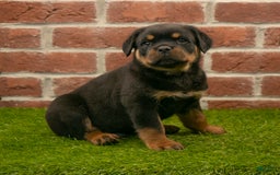 Rottweiler dogs for sale: Elliot - Image 7
