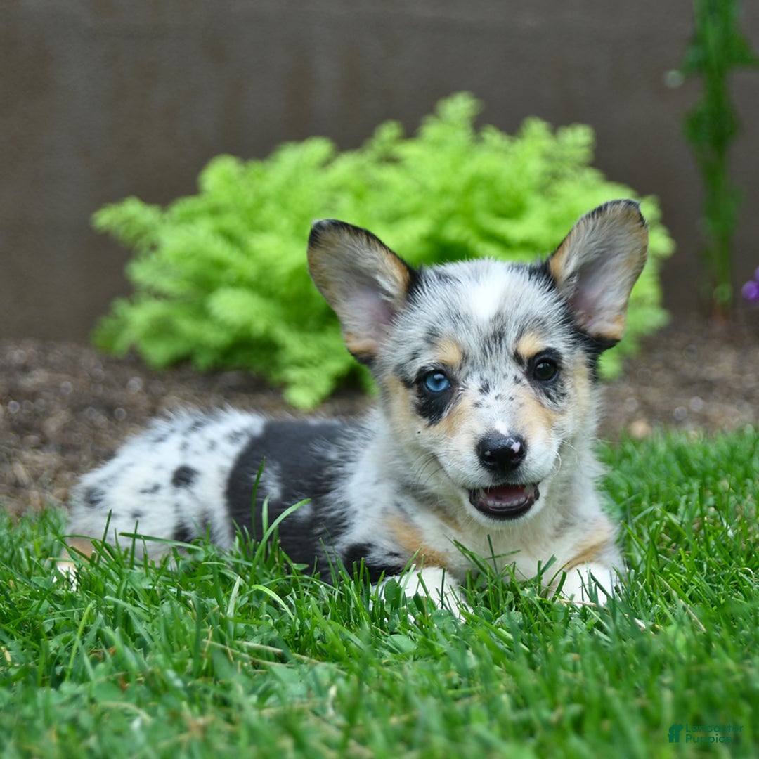 Welsh Corgi Pembroke dogs for sale: Welsh Corgi (Pembroke) 5 puppies - Image 12