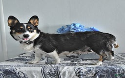 Welsh Corgi Pembroke dogs for sale: Stella - Image 4