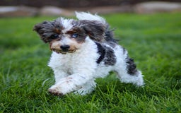 Cavapoo dogs for sale: Simba - Image 19